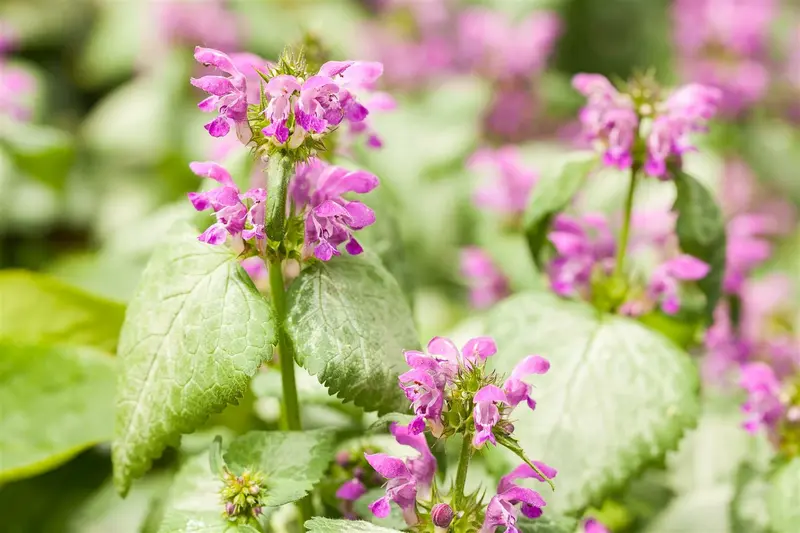 lamium maculatum P9 - afbeelding 5