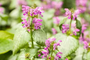 lamium maculatum P9 - afbeelding 5