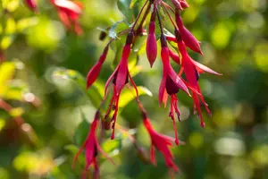 fuchsia magell. 'gracilis' P9 - afbeelding 4