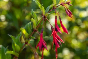 fuchsia magell. 'gracilis' P9 - afbeelding 2