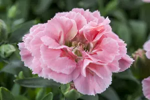 dianthus (p) 'maggie' P9