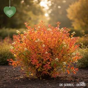 Cornus sanguinea 'Magic Flame' C10 (50- 60)