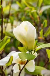 Magnolia denudata 'Yellow River' 350-400   C230 - afbeelding 2