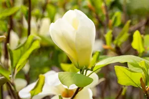 Magnolia denudata 'Yellow River' 350-400   C230 - afbeelding 1