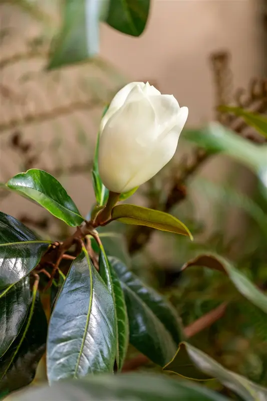 Magnolia grand. 'Galissonière' 150-175   C100 MRST - afbeelding 2