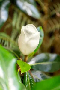 Magnolia grand. 'Galissonière' 150-175   C100 MRST - afbeelding 4