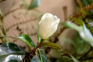 Magnolia grand. 'Galissonière' 150-175   C100 MRST