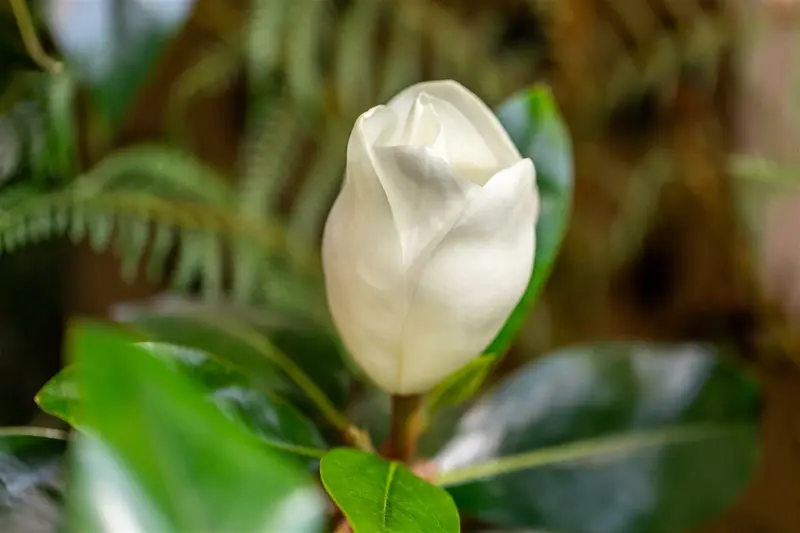 Magnolia grand. 'Galissonière' 150-175   C100 MRST - afbeelding 3