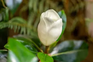 Magnolia grand. 'Galissonière' 150-175   C100 MRST - afbeelding 3