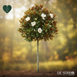 Magnolia grandiflora 'Galissonière' 20/25 C180 (HO)