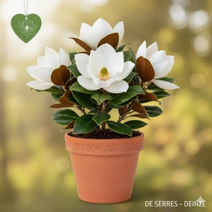 Magnolia grandiflora 'Little Gem' C (60- 80)