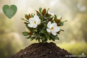 Magnolia grandiflora 'Galissonière' C25 (125-150)