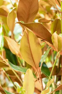 Magnolia grandiflora 'Kay Parris' 100-125   C20 - afbeelding 3