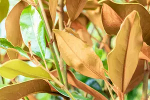 Magnolia grandiflora 'Kay Parris' 100-125   C20 - afbeelding 2