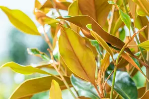 Magnolia grandiflora 'Kay Parris' 100-125   C20 - afbeelding 4