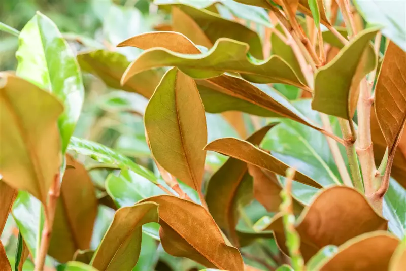Magnolia grandiflora 'Kay Parris' 100-125   C20 - afbeelding 1