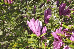 Magnolia hybr. 'Betty' 50- 60   C - afbeelding 2
