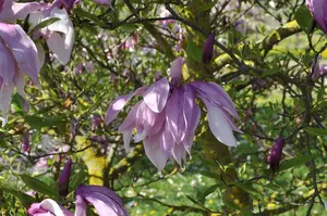 Magnolia hybr. 'Betty' 50- 60   C - afbeelding 3