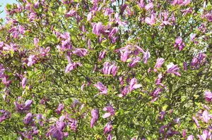 Magnolia hybr. 'Betty' 50- 60   C - afbeelding 5