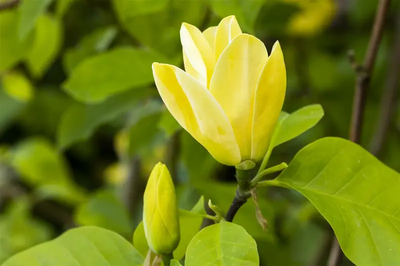 Magnolia hybr. 'Daphne' 150-175 C90