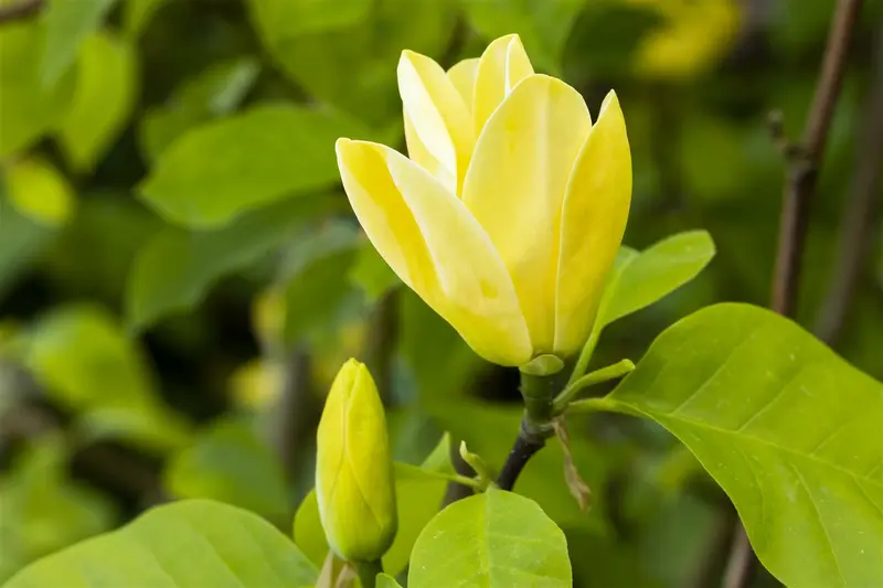 Daphne