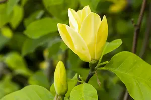Daphne