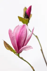 Magnolia hybr. 'Galaxy' 10/12 HO C - afbeelding 3