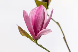 Magnolia hybr. 'Galaxy' 10/12 HO C - afbeelding 4