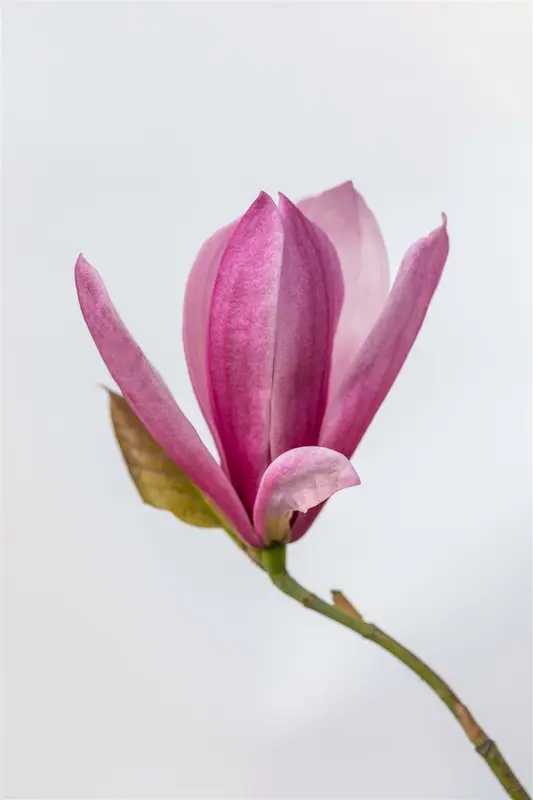 magnolia hybr. 'galaxy' (250-300 cm) - afbeelding 3