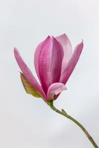 magnolia hybr. 'galaxy' (250-300 cm) - afbeelding 3