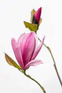 magnolia hybr. 'galaxy' (250-300 cm) - afbeelding 4