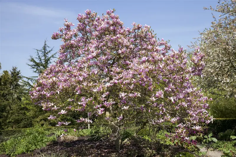 magnolia hybr. 'galaxy' (250-300 cm) - afbeelding 1