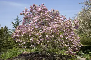 magnolia hybr. 'galaxy' (250-300 cm) - afbeelding 5