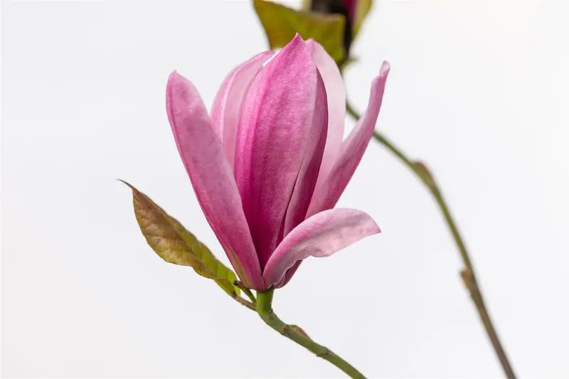 magnolia hybr. 'galaxy' (250-300 cm) - afbeelding 5