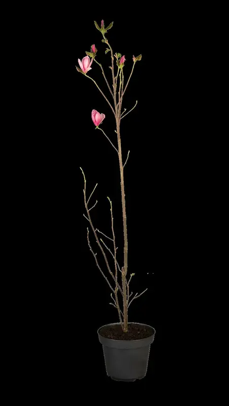 magnolia hybr. 'galaxy' (250-300 cm) - afbeelding 2