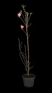 magnolia hybr. 'galaxy' (250-300 cm) - afbeelding 2
