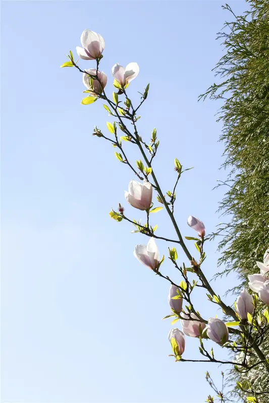 Magnolia hybr. 'Genie'® 175-200   C70 - afbeelding 3
