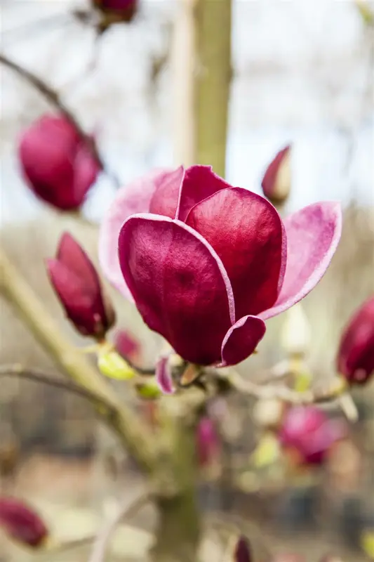 Magnolia hybr. 'Genie'® STAM/120 C10 - afbeelding 1