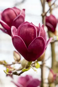 Magnolia hybr. 'Genie'® STAM/120 C10 - afbeelding 4