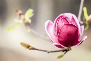 Magnolia hybr. 'Genie'® STAM/120 C10 - afbeelding 2