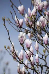 magnolia hybr. 'heaven scent' (200-250 cm) - afbeelding 5