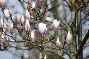 magnolia hybr. 'heaven scent' (200-250 cm) - afbeelding 2
