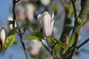 magnolia hybr. 'heaven scent' (200-250 cm) - afbeelding 3