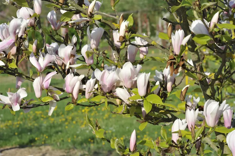 magnolia hybr. 'heaven scent' (200-250 cm) - afbeelding 4