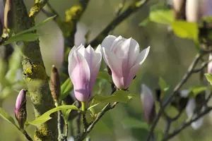 magnolia hybr. 'heaven scent' (200-250 cm) - afbeelding 5