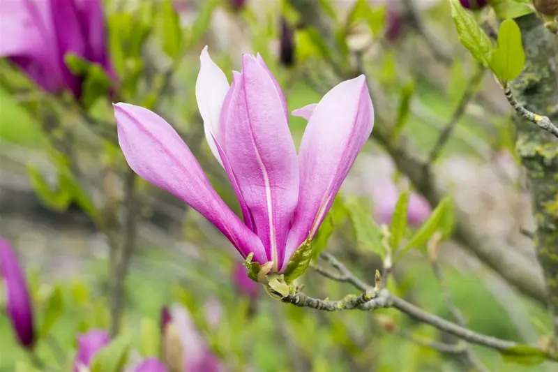 Magnolia hybr. 'Ricki' 50- 60   C