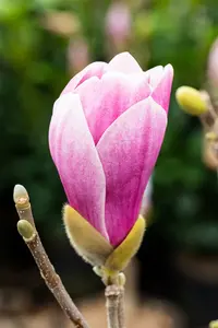 Magnolia hybr. 'Satisfaction' 175-200   C90 - afbeelding 1
