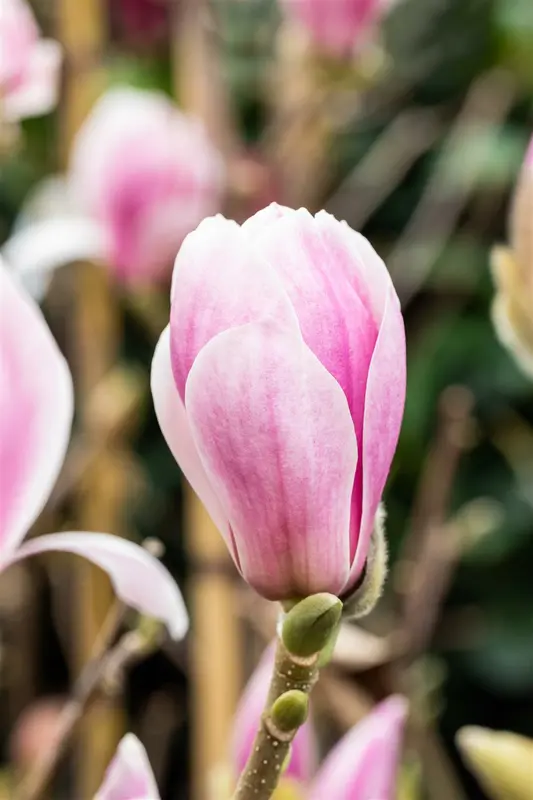 Magnolia hybr. 'Satisfaction' 175-200 C90 - afbeelding 2