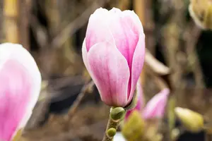 Magnolia hybr. 'Satisfaction' 175-200 C90 - afbeelding 3