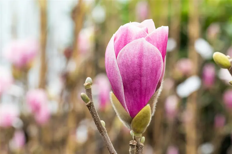 Magnolia hybr. 'Satisfaction' 175-200 C90 - afbeelding 4